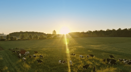 photo of the sun rising over a field with a herd of grazing cows.