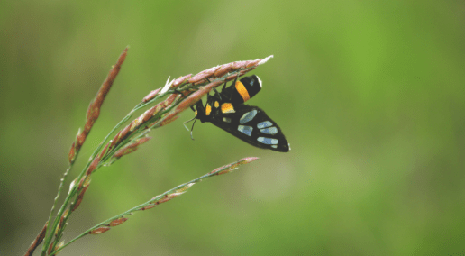 Moth hanging on a blade of grass
