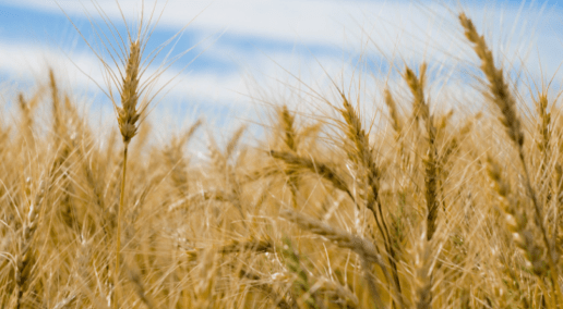Blades of grain