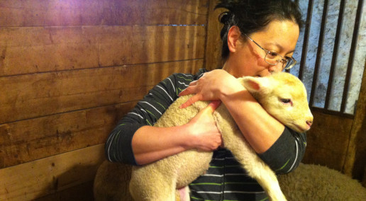 Conference 2024 Recap: Rotational Grazing Experiences - Getting Started and the Journey