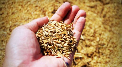 persons had holding a handful of grain
