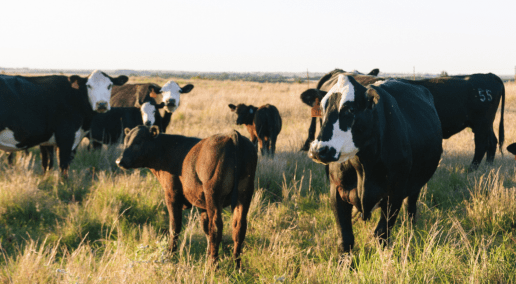 photo of a Herd of grazing cows in a field with tall grass.