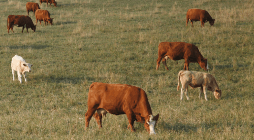 Herd of grazing cows in a field with tall grass.