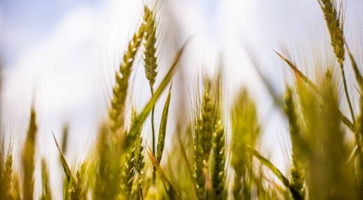 Blades of grain