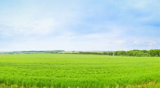 grasslands