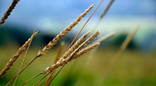 Blades of grain
