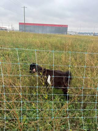 AB – Yellowhead grazing demo site