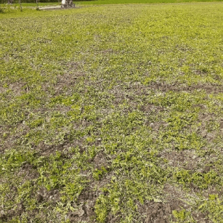 BC - Australian Ranch Ltd.