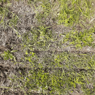 BC - Australian Ranch Ltd.