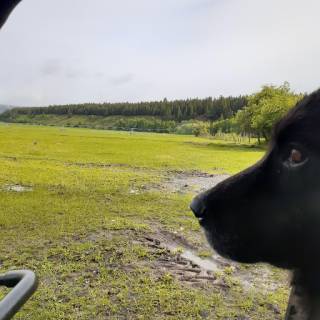 BC - Australian Ranch Ltd.