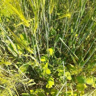 BC - Australian Ranch Ltd.