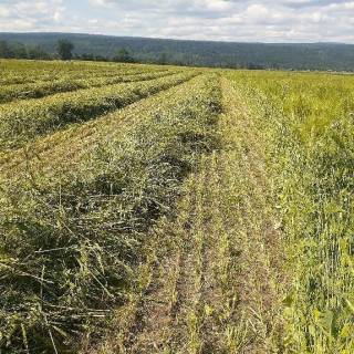 BC - Australian Ranch Ltd.