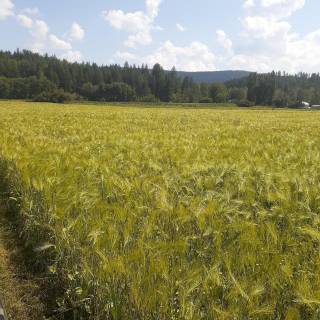 BC - Australian Ranch Ltd.