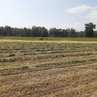 BC - Australian Ranch Ltd.