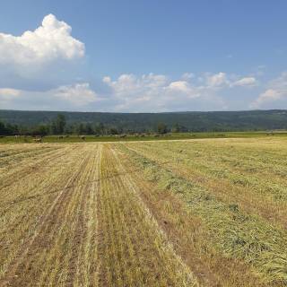 BC - Australian Ranch Ltd.