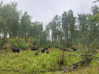 CJ Ranching Demo Site