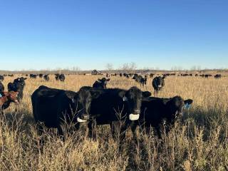 CJ Ranching Demo Site