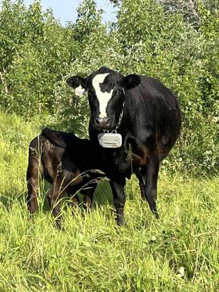 CJ Ranching Demo Site