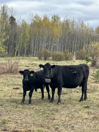 CJ Ranching Demo Site