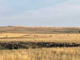 Hadwin Cattle Co Demo Site