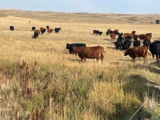 Hadwin Cattle Co Demo Site