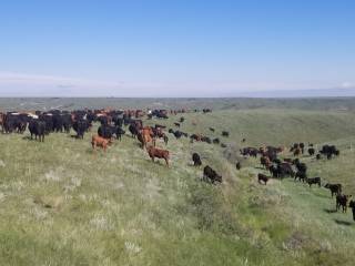 Mattheis Research Ranch Demo Site