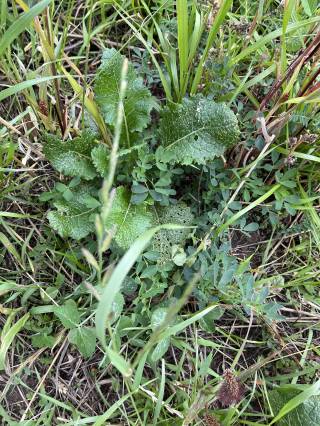 Mattheis Research Ranch Demo Site