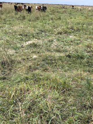 Mattheis Research Ranch Demo Site