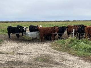 Additional access to water for heifers.