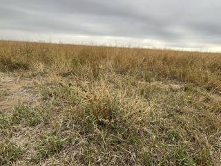 Mattheis Research Ranch Demo Site