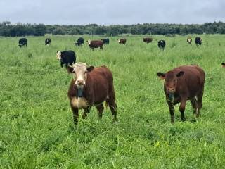 Mattheis Research Ranch Demo Site