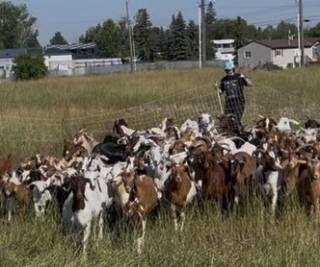 Yellowhead Grazing Demo Site