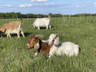 Yellowhead Grazing Demo Site