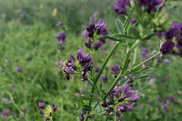 2023 CFGA Annual Conference