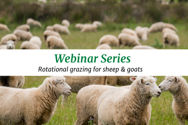 Webinar series: Introduction to Rotational Grazing for sheep & goats