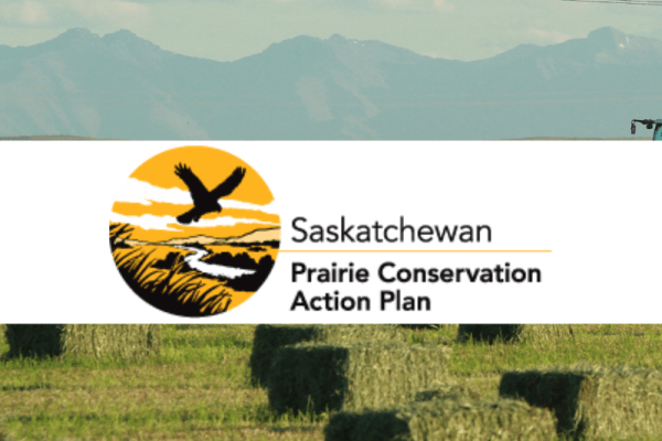 Native Prairie Speaker Series: Coyotes with Dr. Susan Lingle