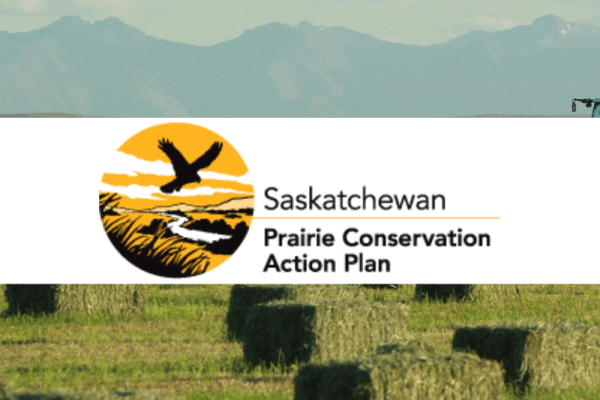 Native Prairie Speaker Series: The Pronghorn with Paul Jones