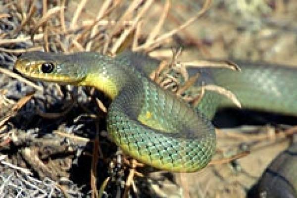 SK PCAP - 2023 Native Prairie Appreciation Week