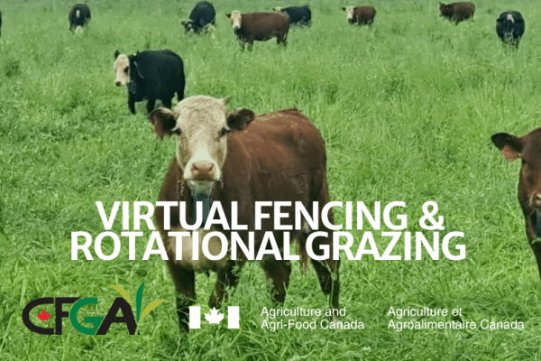Virtual Fencing in Rotational Grazing